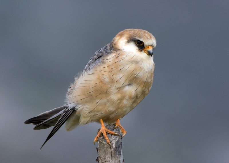 Falco cuculo - Falco vespertinus, femmina